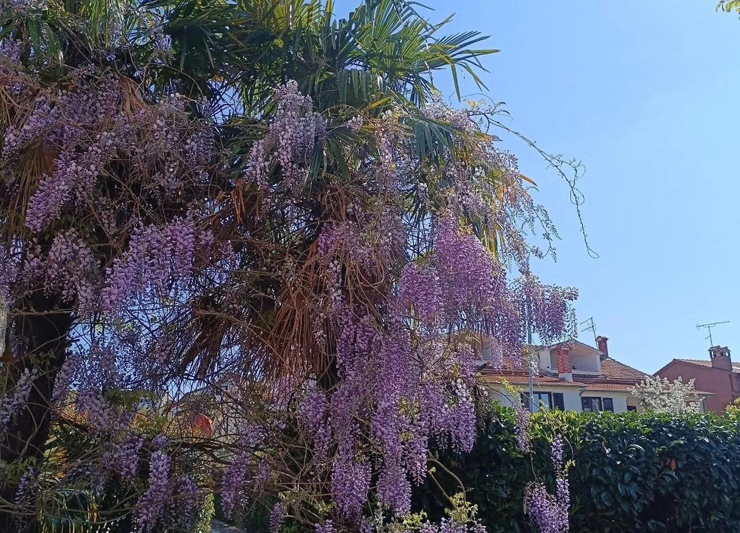 App Ana Apartment Porec